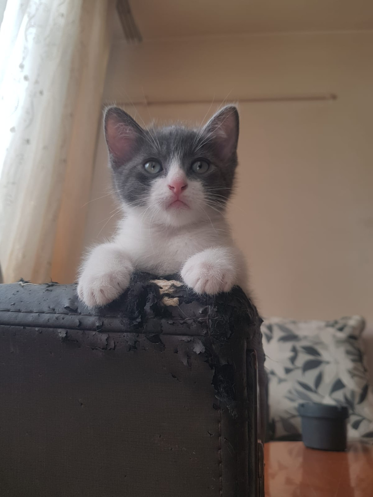 Kırpık ve Kardeşleri